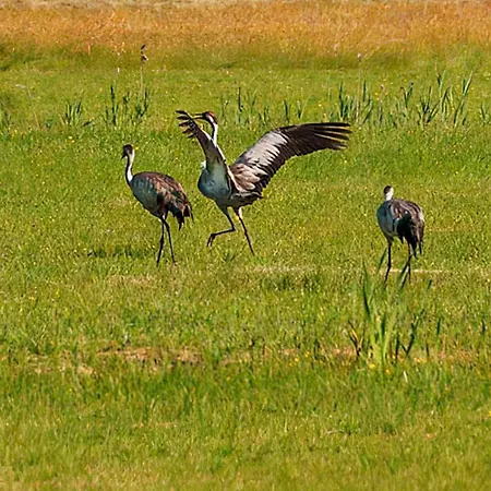 Sosnowa Zagroda Vakantiehuis Bak