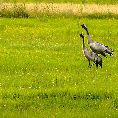 Sosnowa Zagroda Vakantiehuis Bak