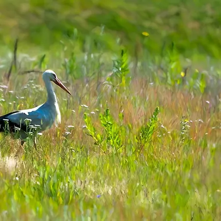Nyaraló Sosnowa Zagroda Bak