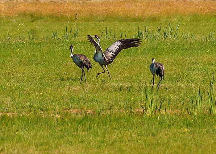 Sosnowa Zagroda Hébergement de vacances Bak