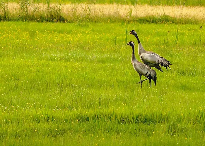 Sosnowa Zagroda Hébergement de vacances Bak