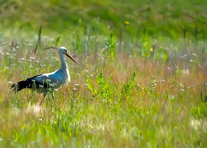 Сasa de vacaciones Sosnowa Zagroda Bak
